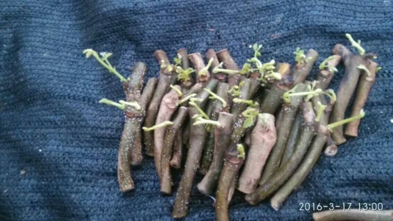 葛根种苗粉葛苗（搭配营养土，免费提供育苗种植技术）