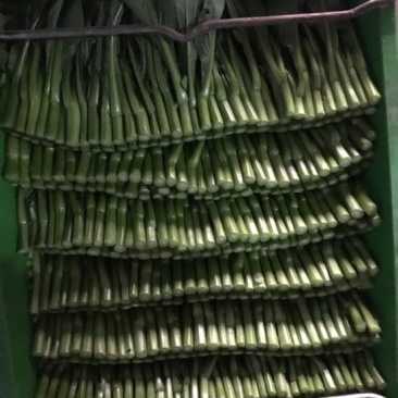 菜苔10~15厘米