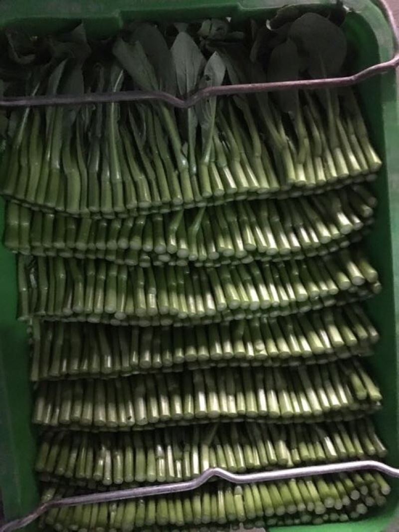 菜苔10~15厘米