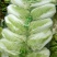 夏邑县青杂三号白菜，1毛3/斤，市场皆可，耐储存，耐运输
