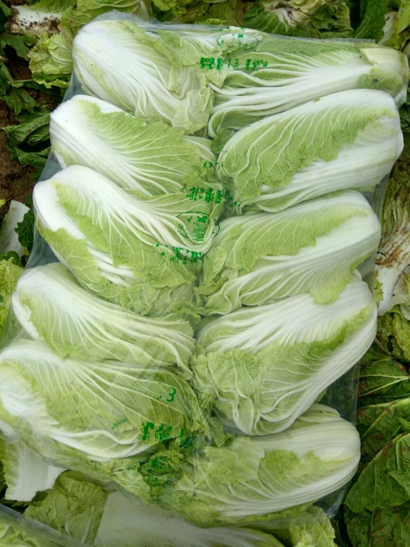 夏邑县青杂三号白菜，1毛3/斤，市场皆可，耐储存，耐运输