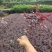 红花继木0.5米以下