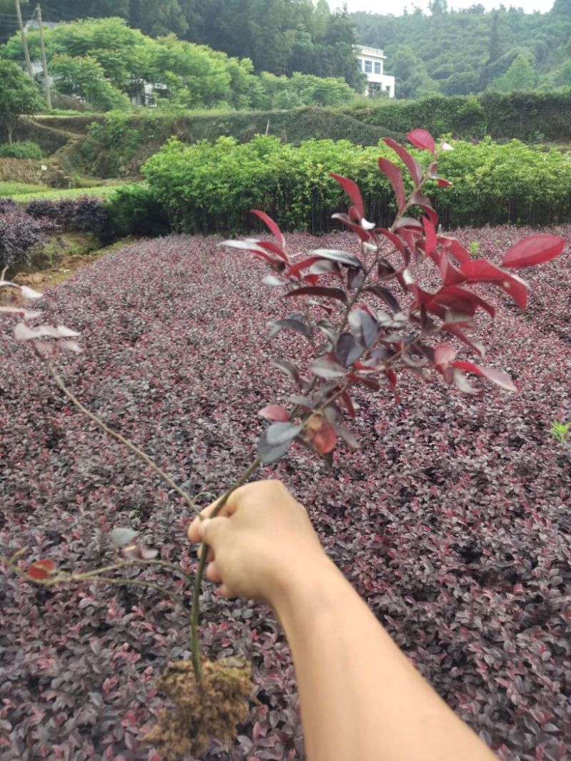 红花继木0.5米以下