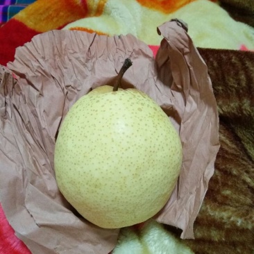 酥梨250~300g纸箱