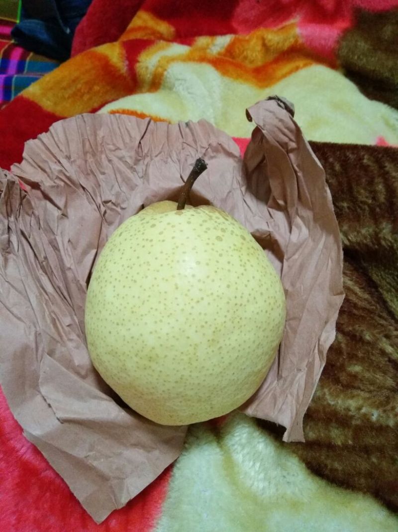 酥梨250~300g纸箱