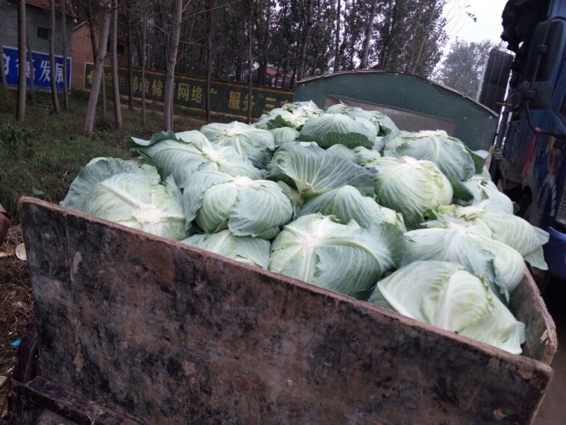 供应京丰1号甘蓝大量上市精品包菜可对接商超