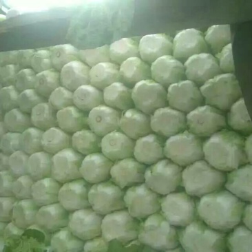 河北永年区大白菜大量上市质量保证个头均匀视频看货