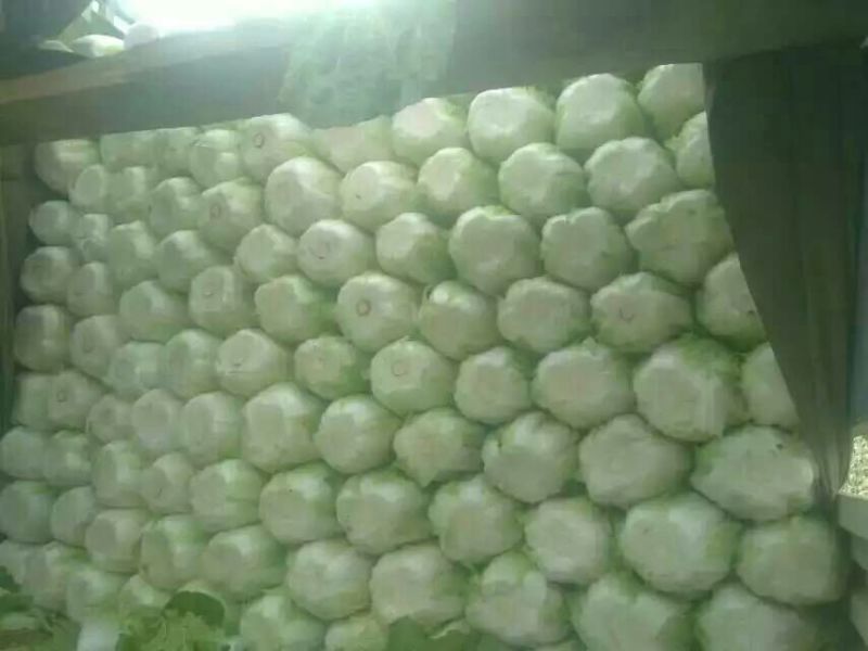河北永年区大白菜大量上市质量保证个头均匀视频看货