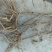 牡丹种苗30~40cm（3年苗）