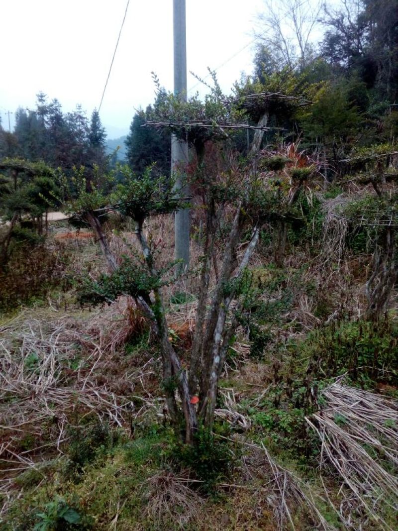 造型树