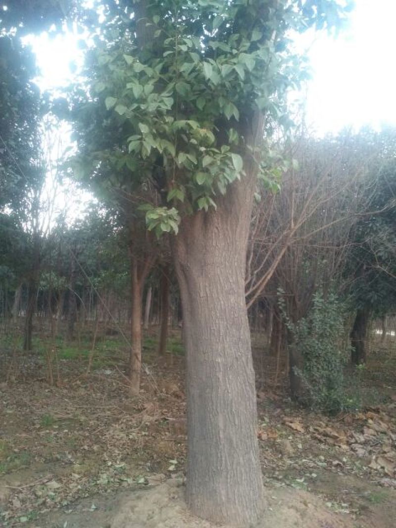 大叶女贞18~20cm