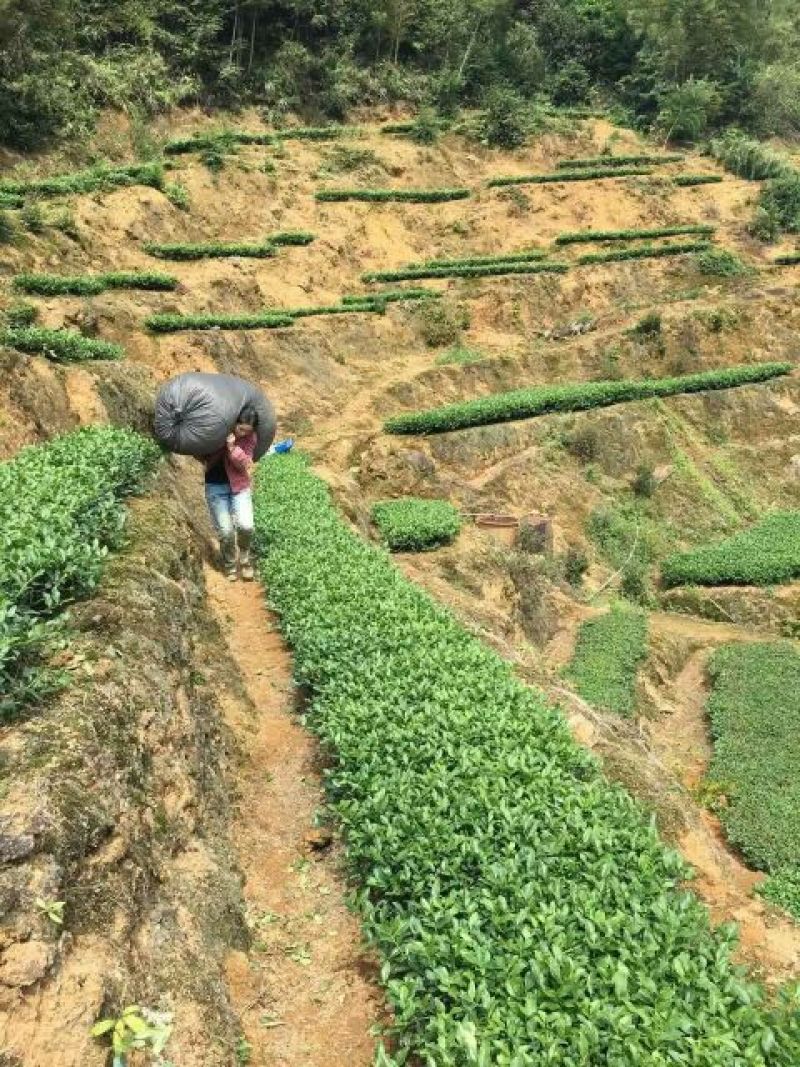 观音茶特级