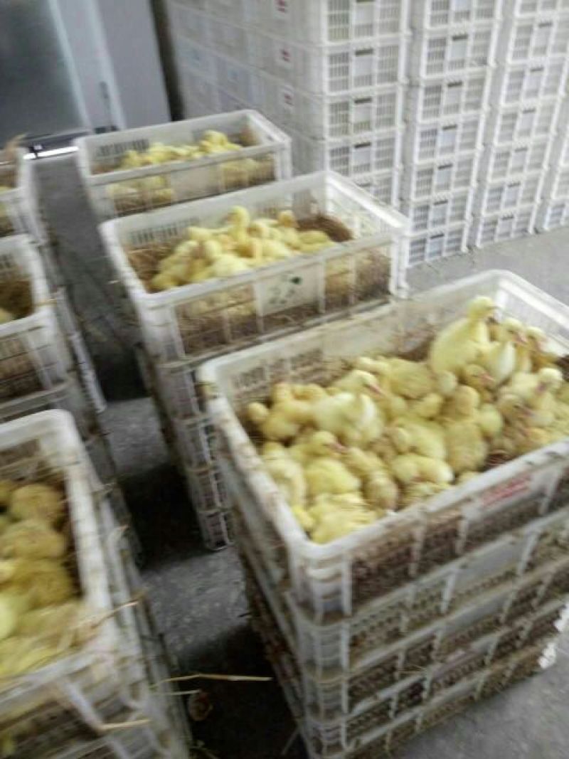 鹅苗250g以下