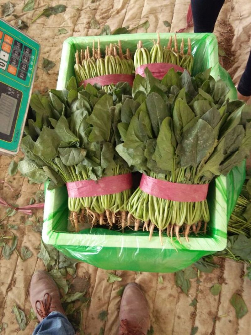 菠菜15~20厘米现货现发新鲜发货常年供应价格优惠批发