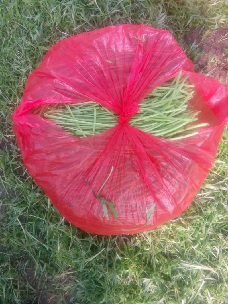 芦篙