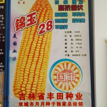 玉米种子