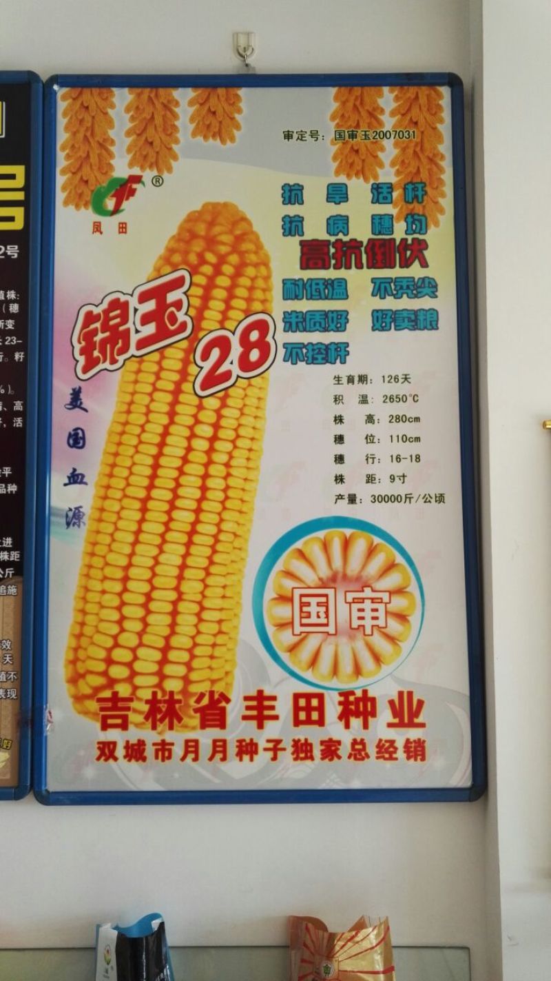 玉米种子