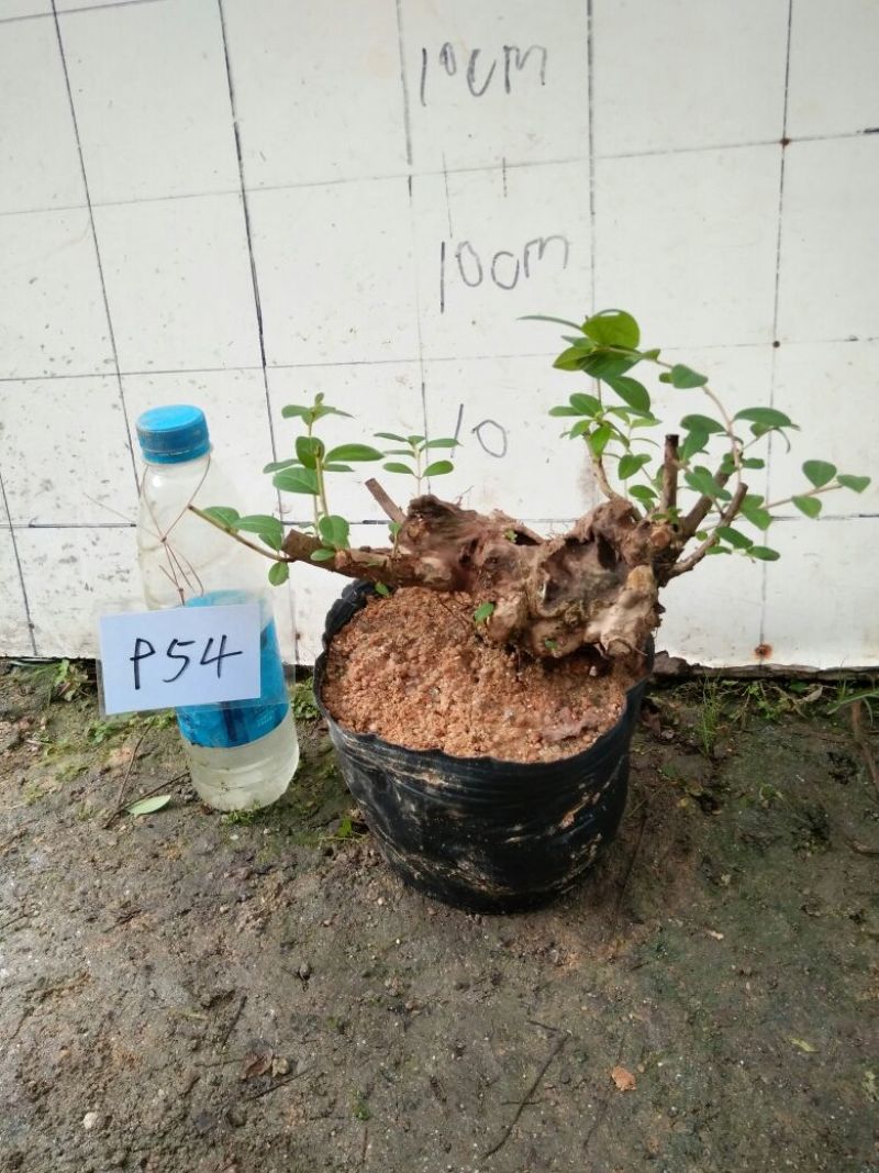 红花紫薇2cm以下0.5米以下1米以下