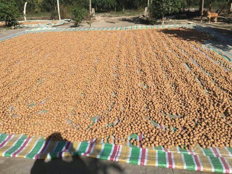 新新2号核桃30mm以上去皮
