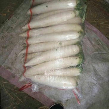 白皮白萝卜1~1.5斤起