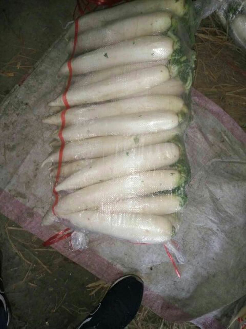 白皮白萝卜1~1.5斤起