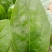 大叶菠菜20~25厘米