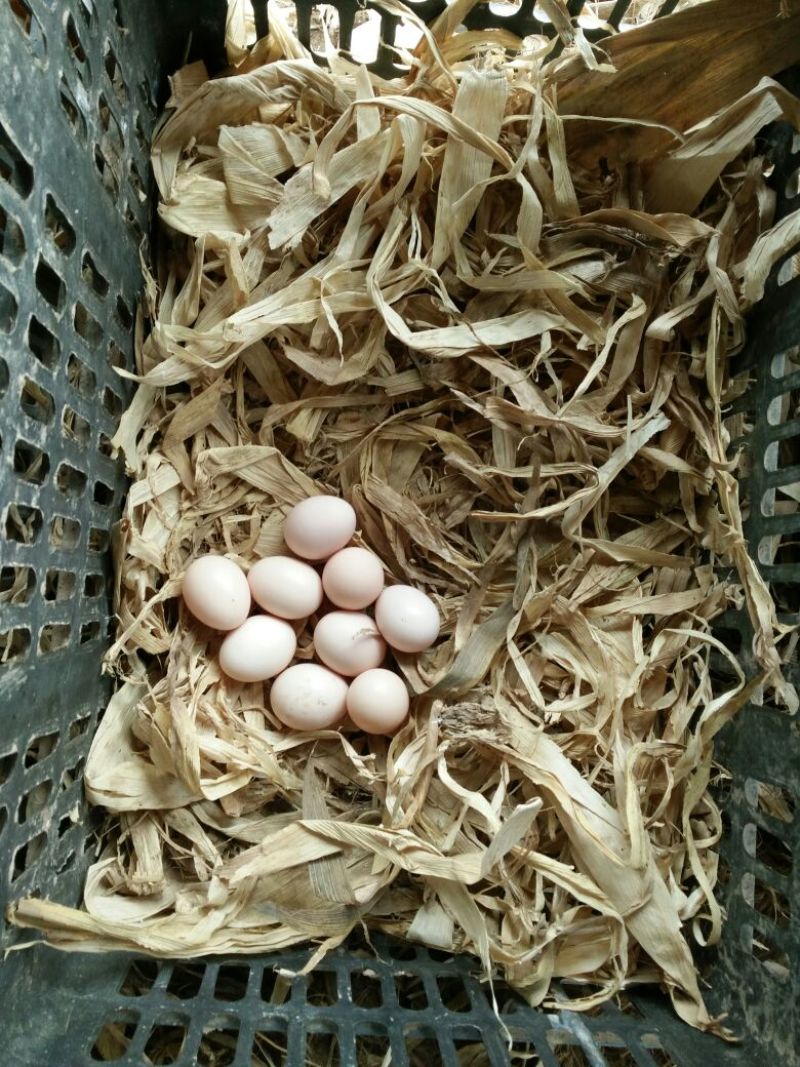 土鸡蛋50g以下食用