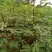无花果树80~100cm
