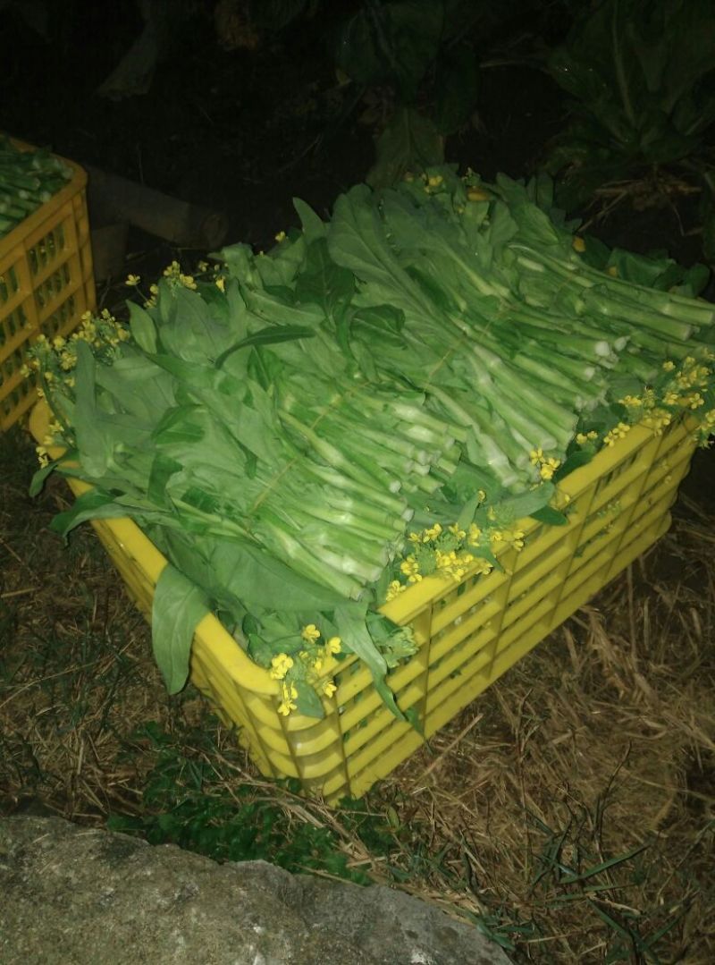 菜苔