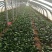 大叶菠菜25~30厘米