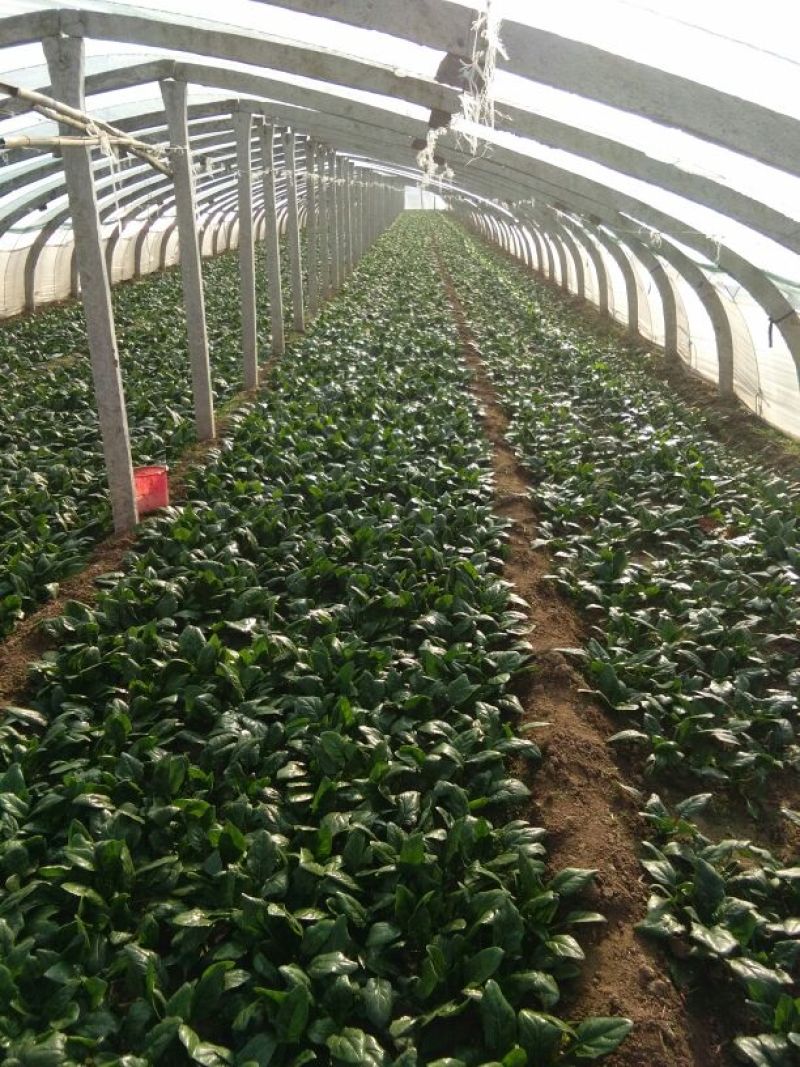 大叶菠菜25~30厘米