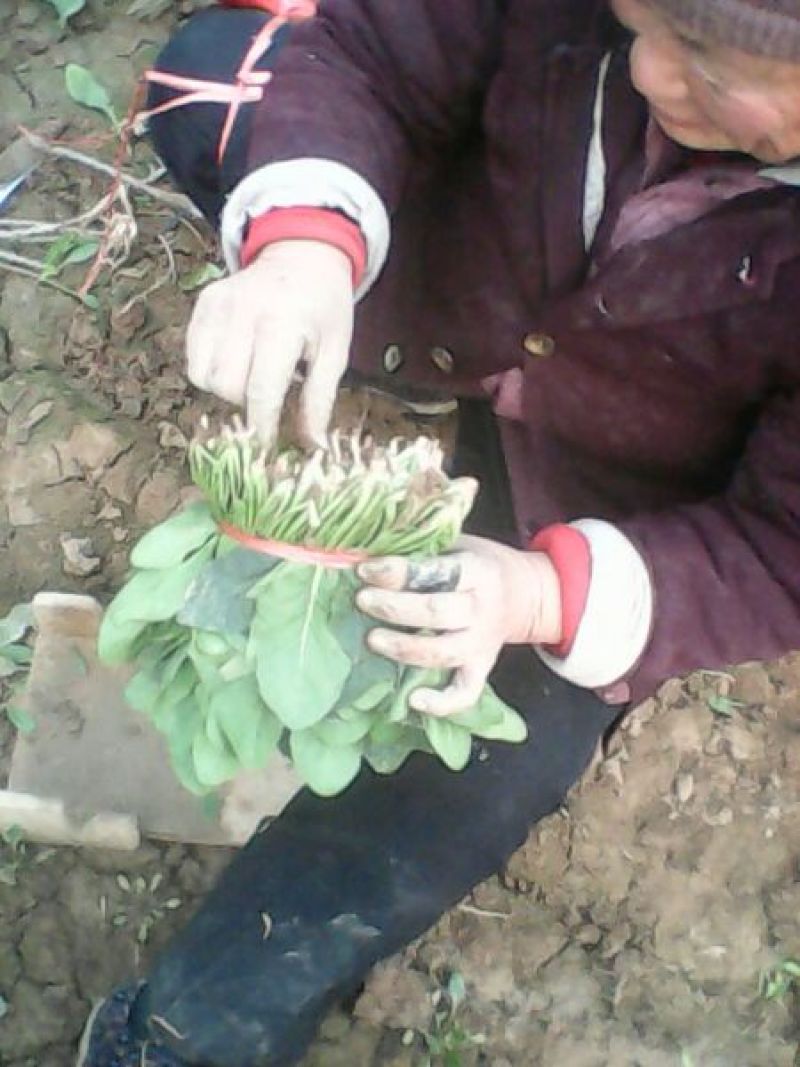 名门菠菜