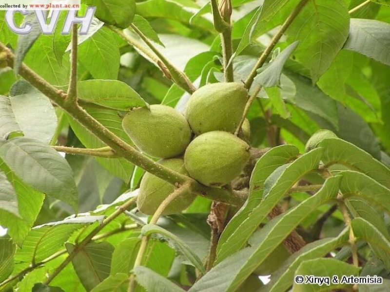 铁核桃