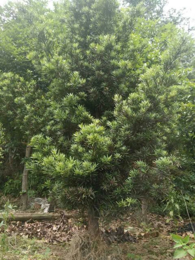 罗汉松14~16cm10~12cm3~3.5米