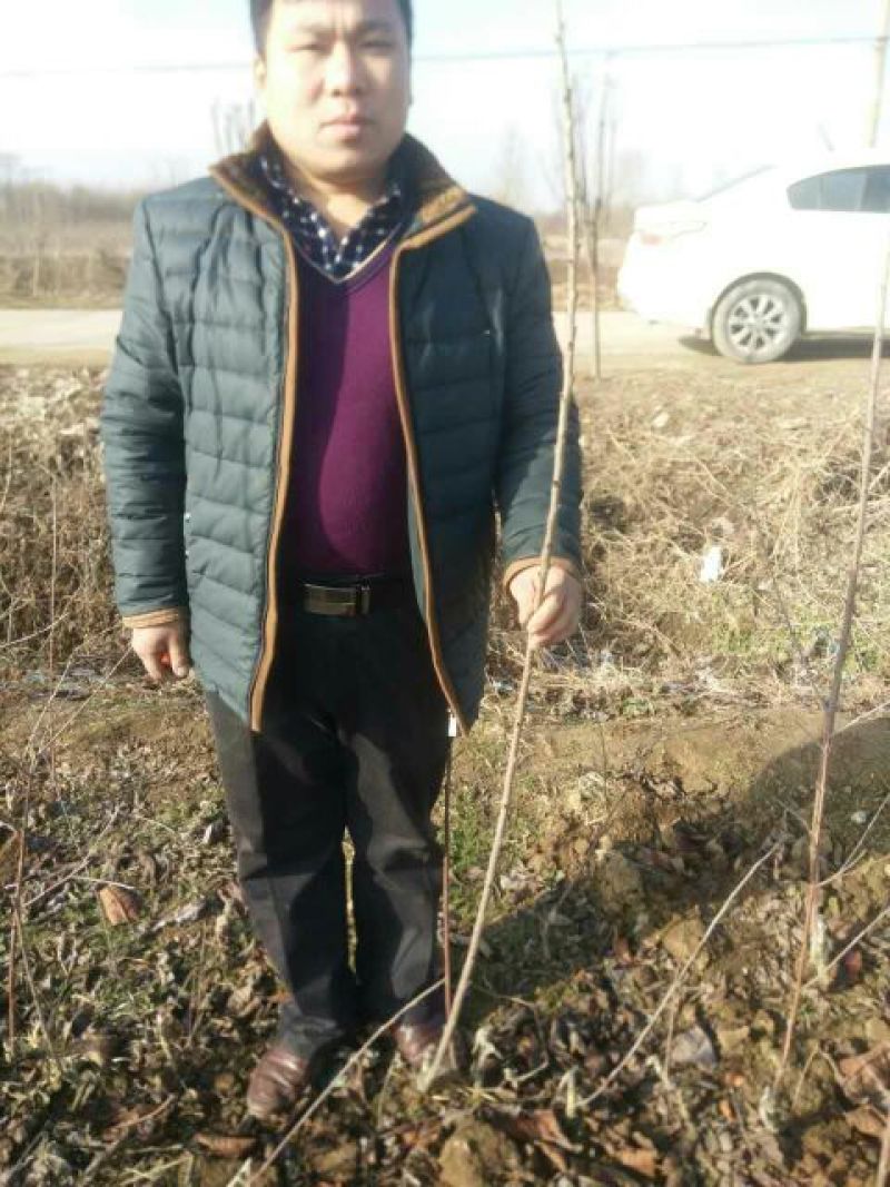 矮化樱桃苗矮化大樱桃树矮化樱桃苗批发矮化樱桃苗基地