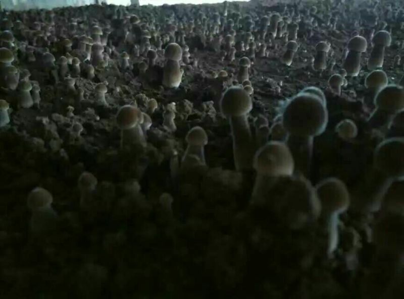 常年供应优质高产新一代黑皮鸡枞菌包