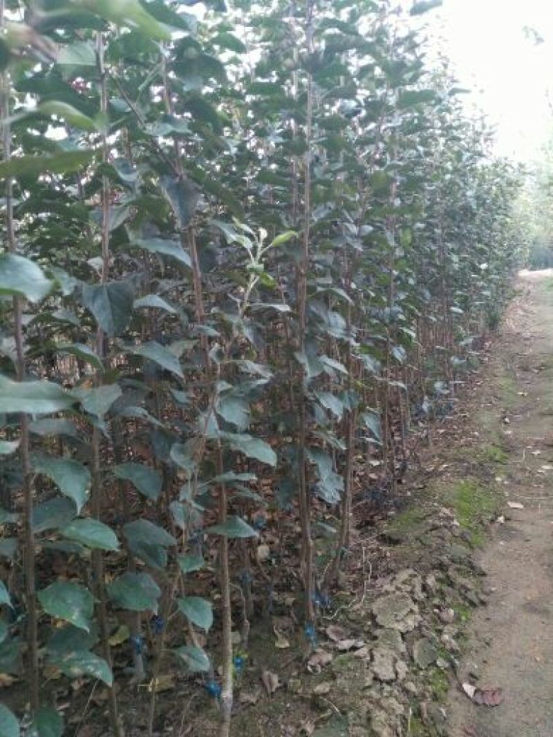 苹果树苗维纳斯黄金苹果苗水蜜桃苹果苗品种纯正