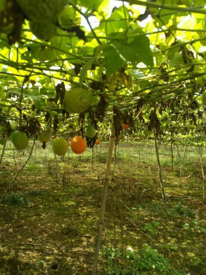 吊瓜子散装