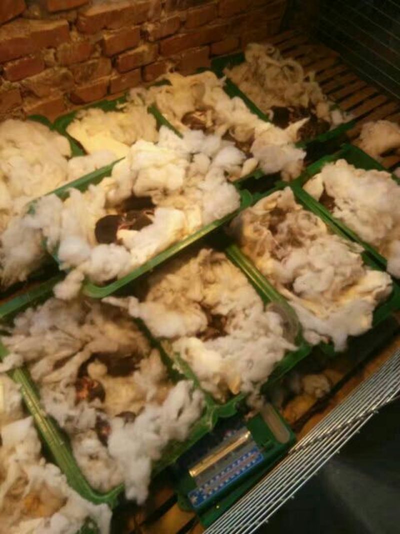 长毛垂耳兔肉兔，獭兔