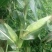 菜用玉米1%