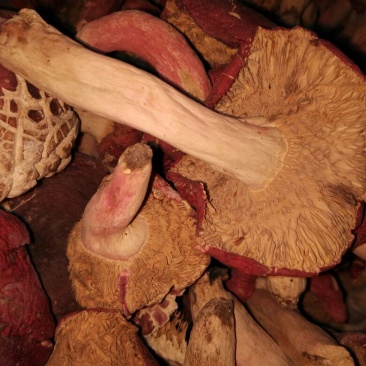 红菇3%35%二级5~8cm