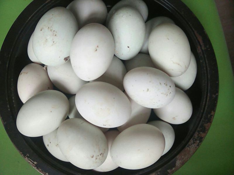 来自田园散养土鸭蛋，精选食用鸭蛋