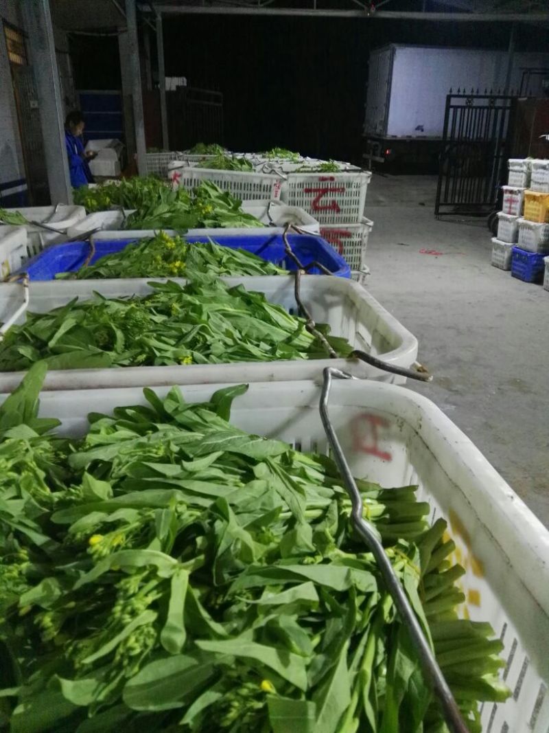白菜苔30~40厘米