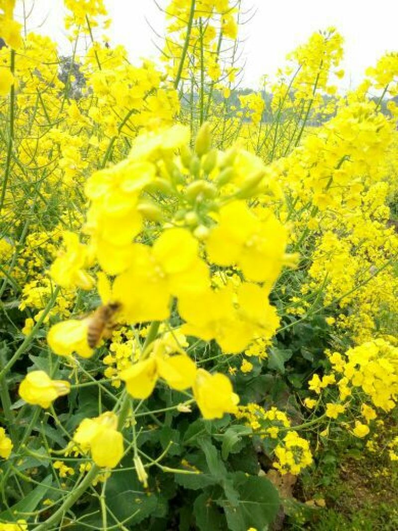 菜油