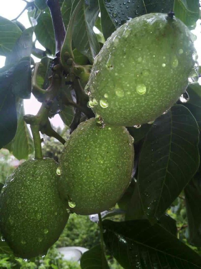核桃苗免费提供种植技术