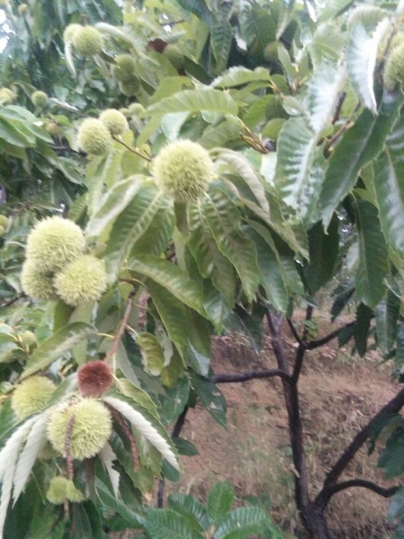 板栗树苗50~60cm。大红袍板栗树苗，低价出售。