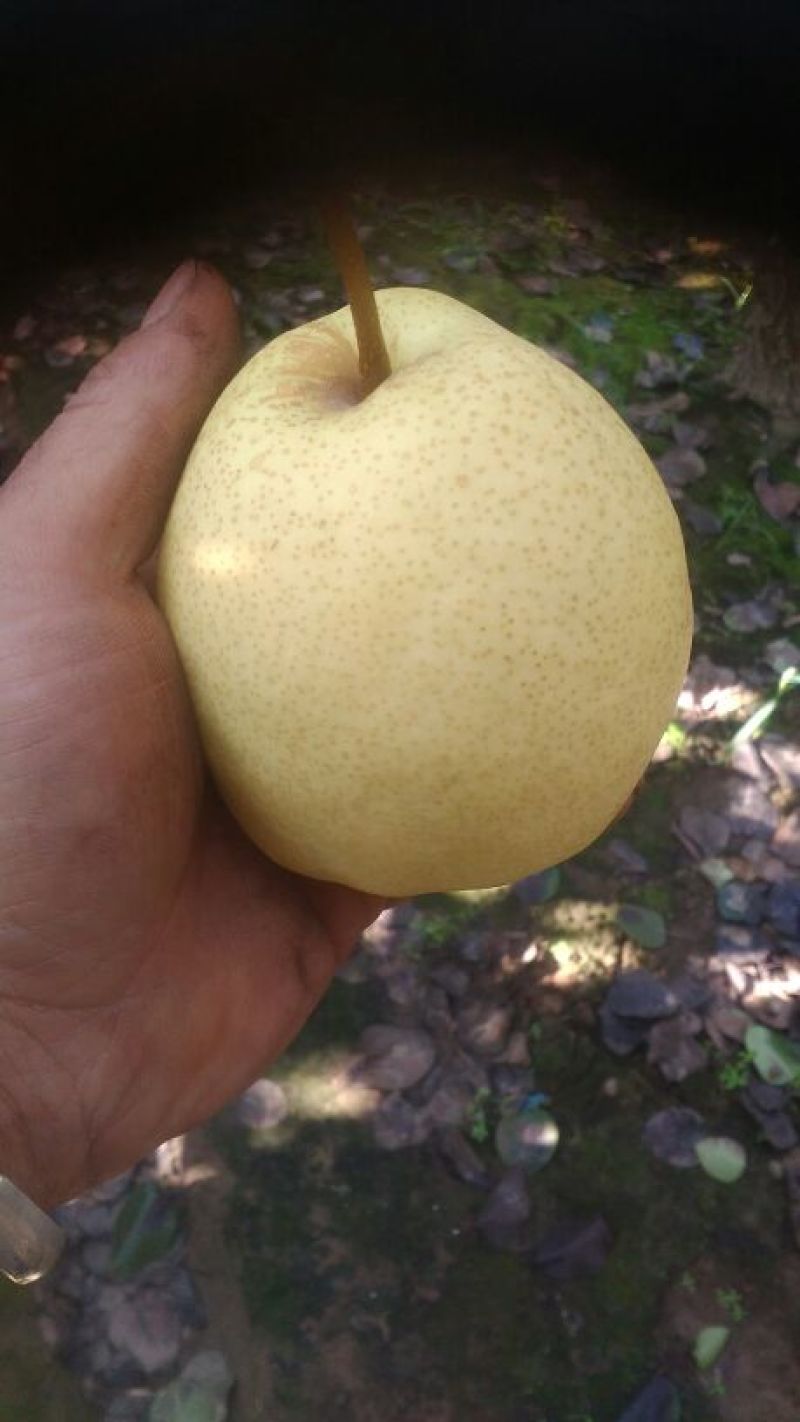 酥梨200~250g纸袋
