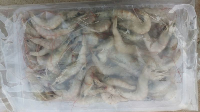 青虾食用26~30只/kg