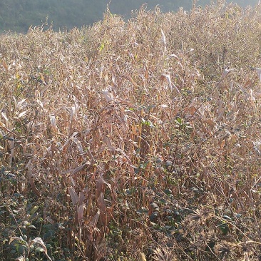 薄壳早熟薏苡散装