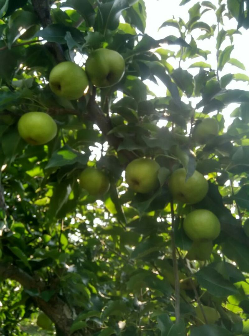 苹果梨250~300g纸箱